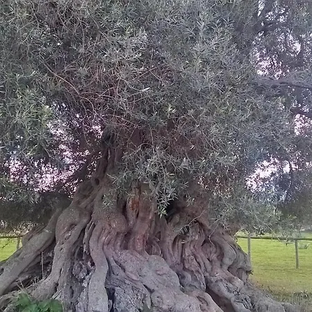 Su Coru E Su Entu * Villamassargia